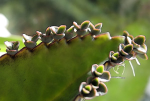 Bryophyllum_daigremontianum_nahaufnahme2
