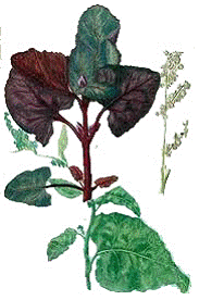 atriplex hortensis