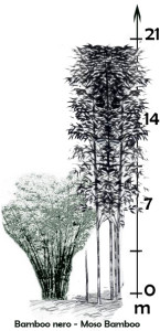 schema bamboo
