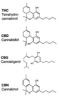 cannabinoidi