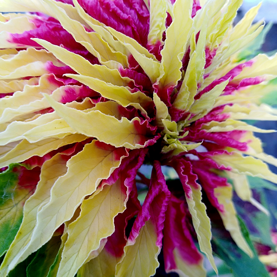 AMARANTHUS tricolor