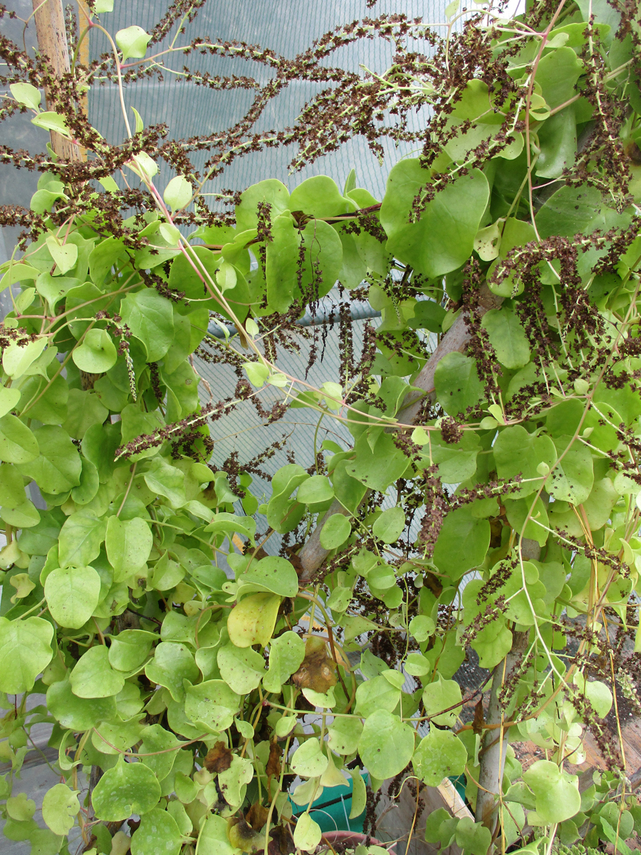 ANREDERA cordifolia