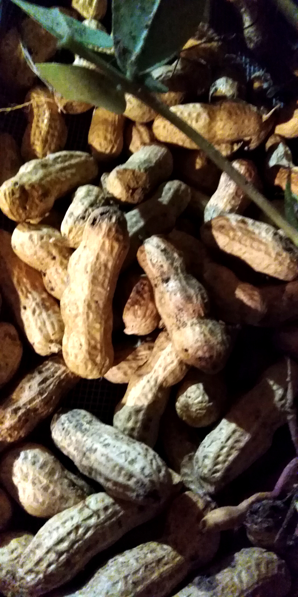 ARACHIS hypogaea