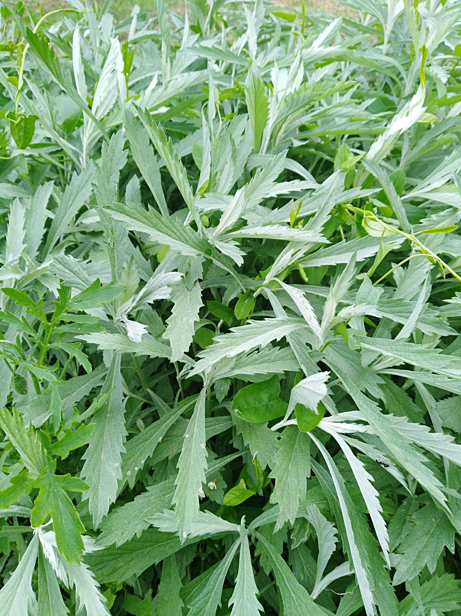 ARTEMISIA ludoviciana