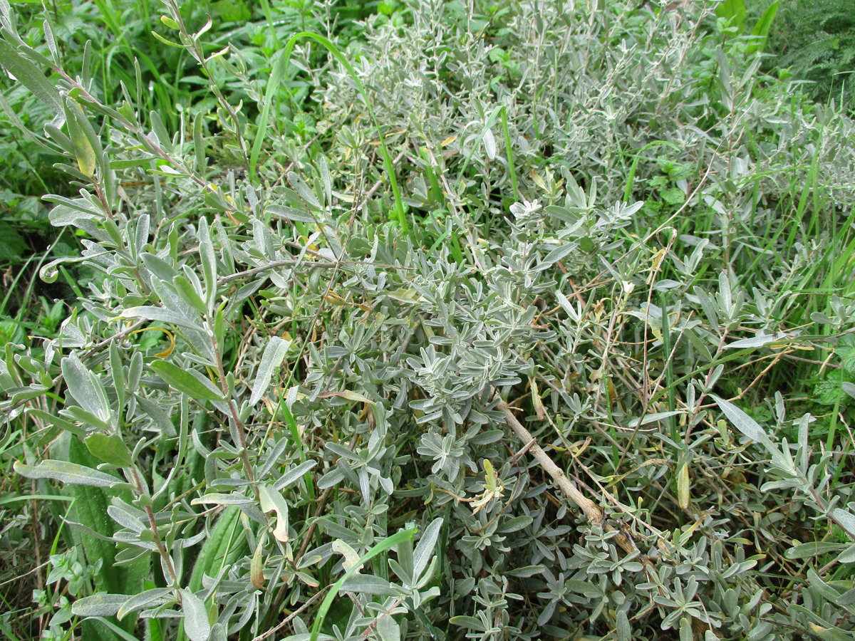 ATRIPLEX canescens