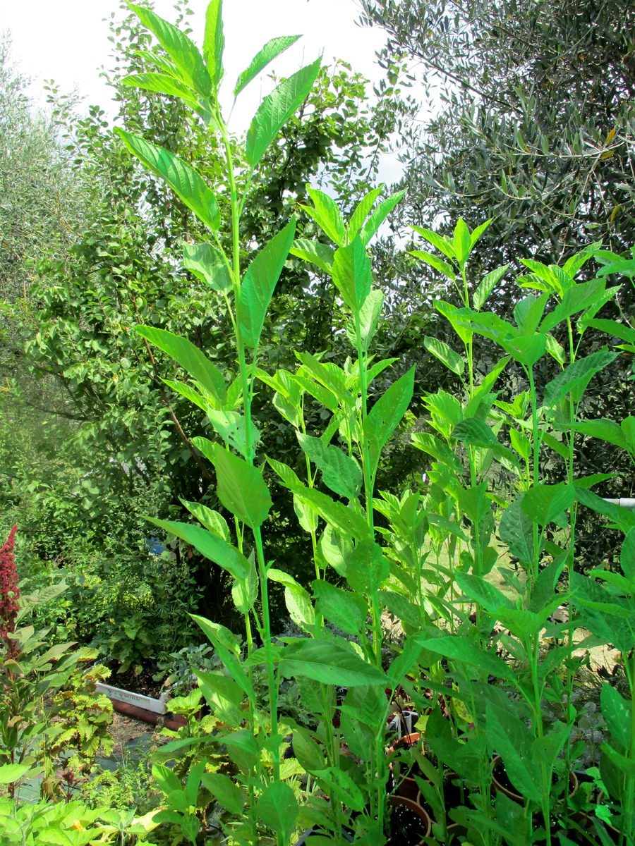 CORCHORUS olitorius