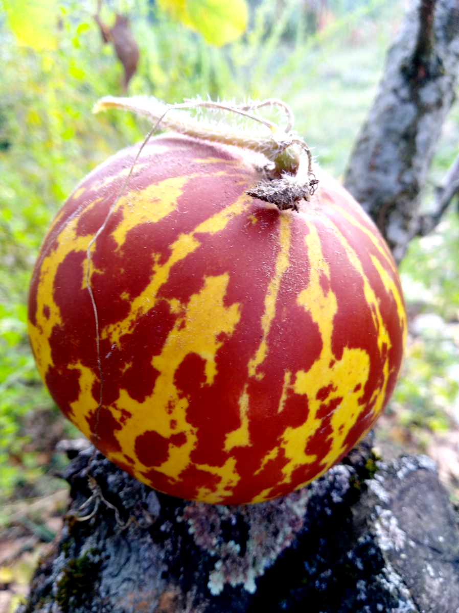 CUCUMIS melo