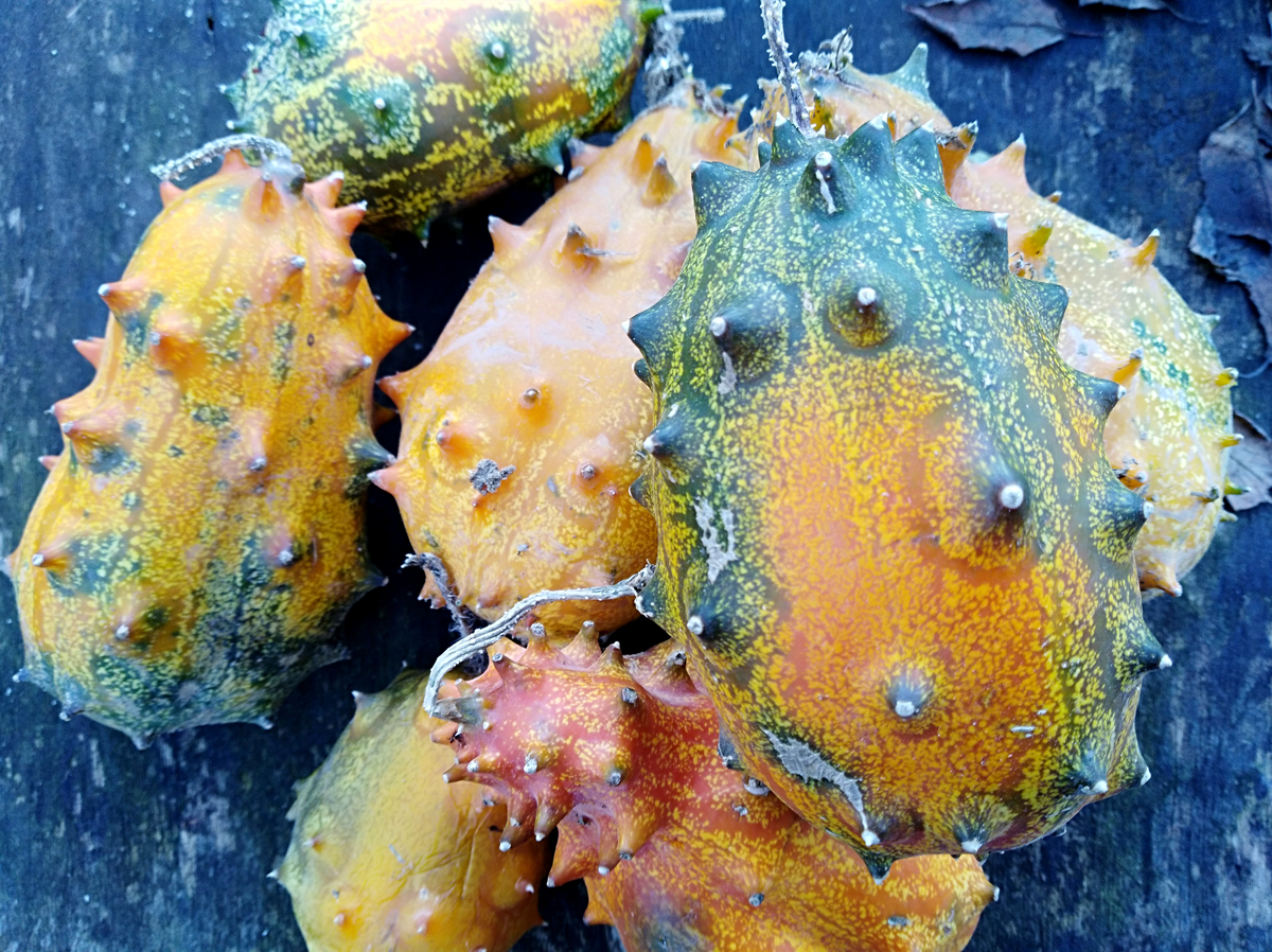 CUCUMIS metuliferus