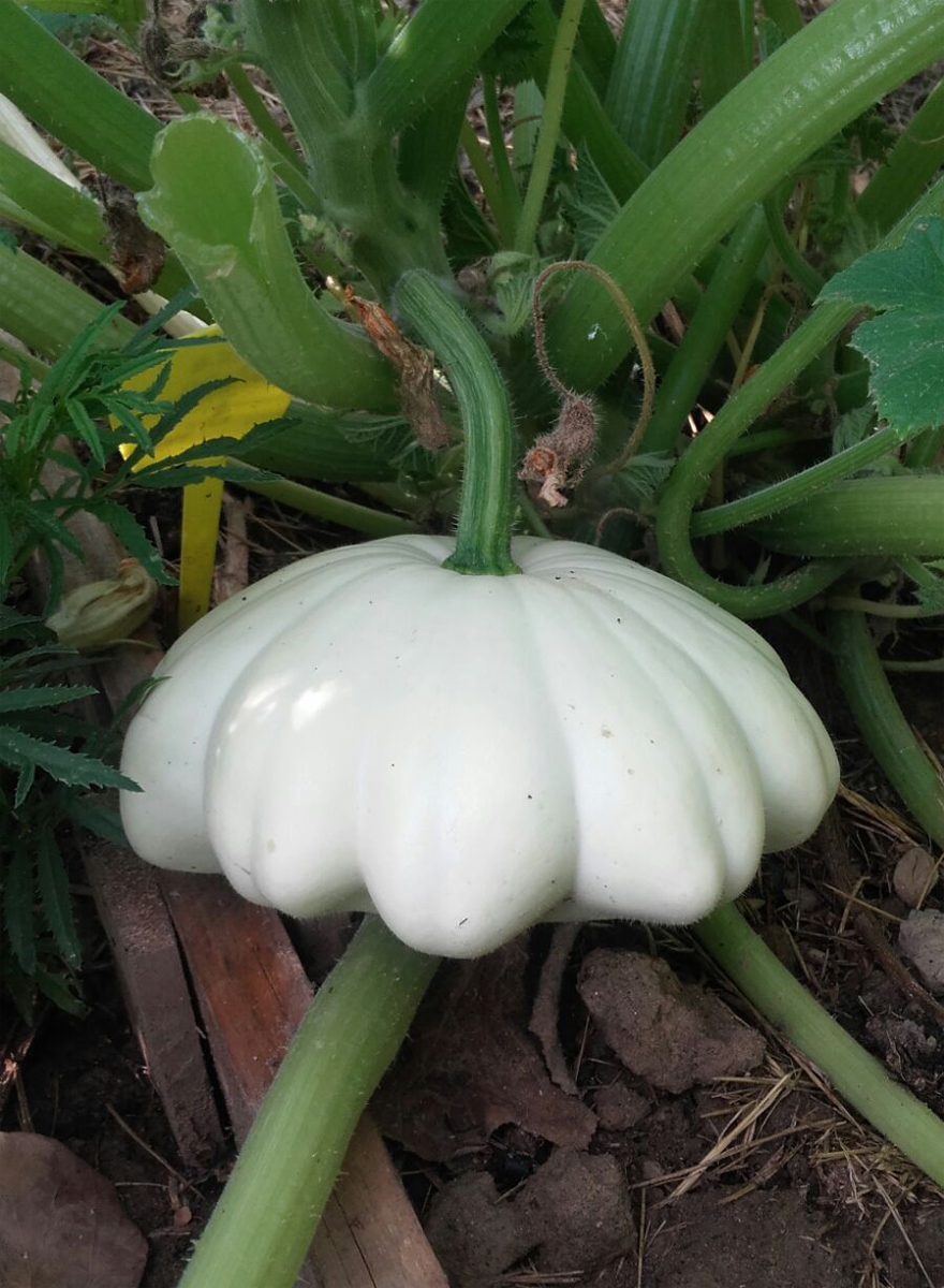 CUCURBITA pepo