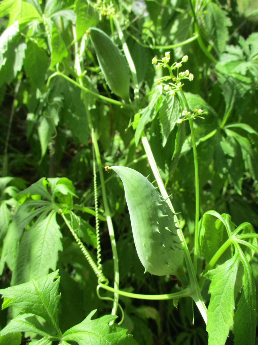 CYCLANTHERA  pedata