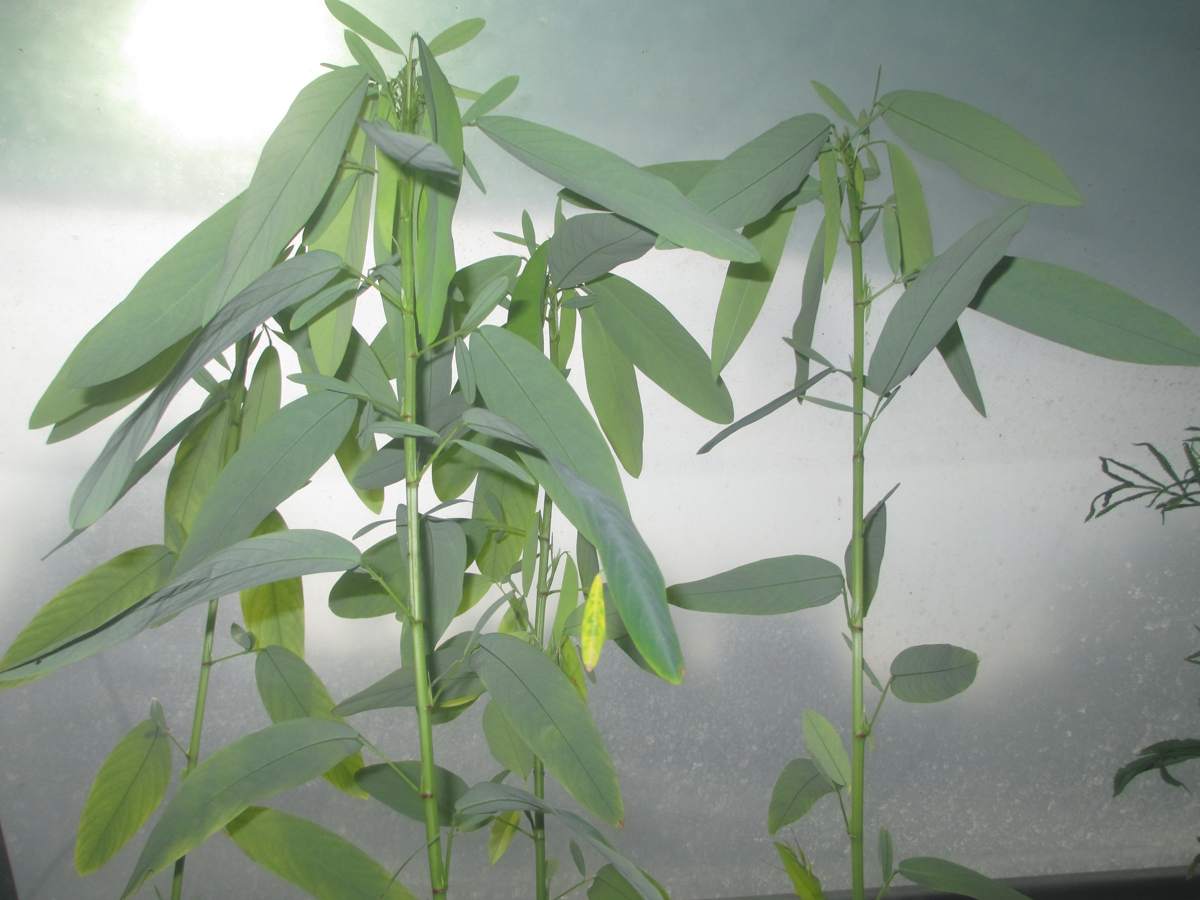 DESMODIUM gyrans