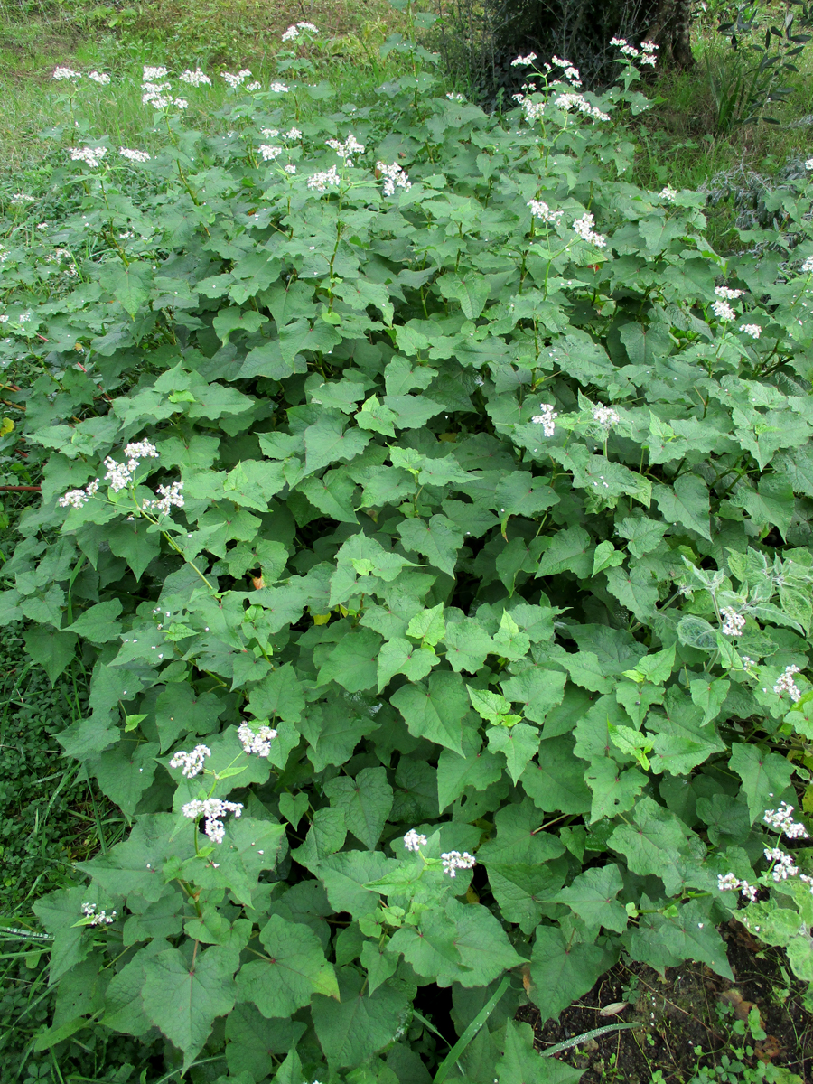 FAGOPYRUM dibotrys