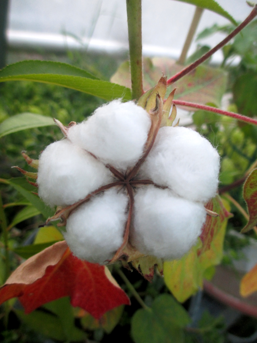 GOSSYPIUM – L.