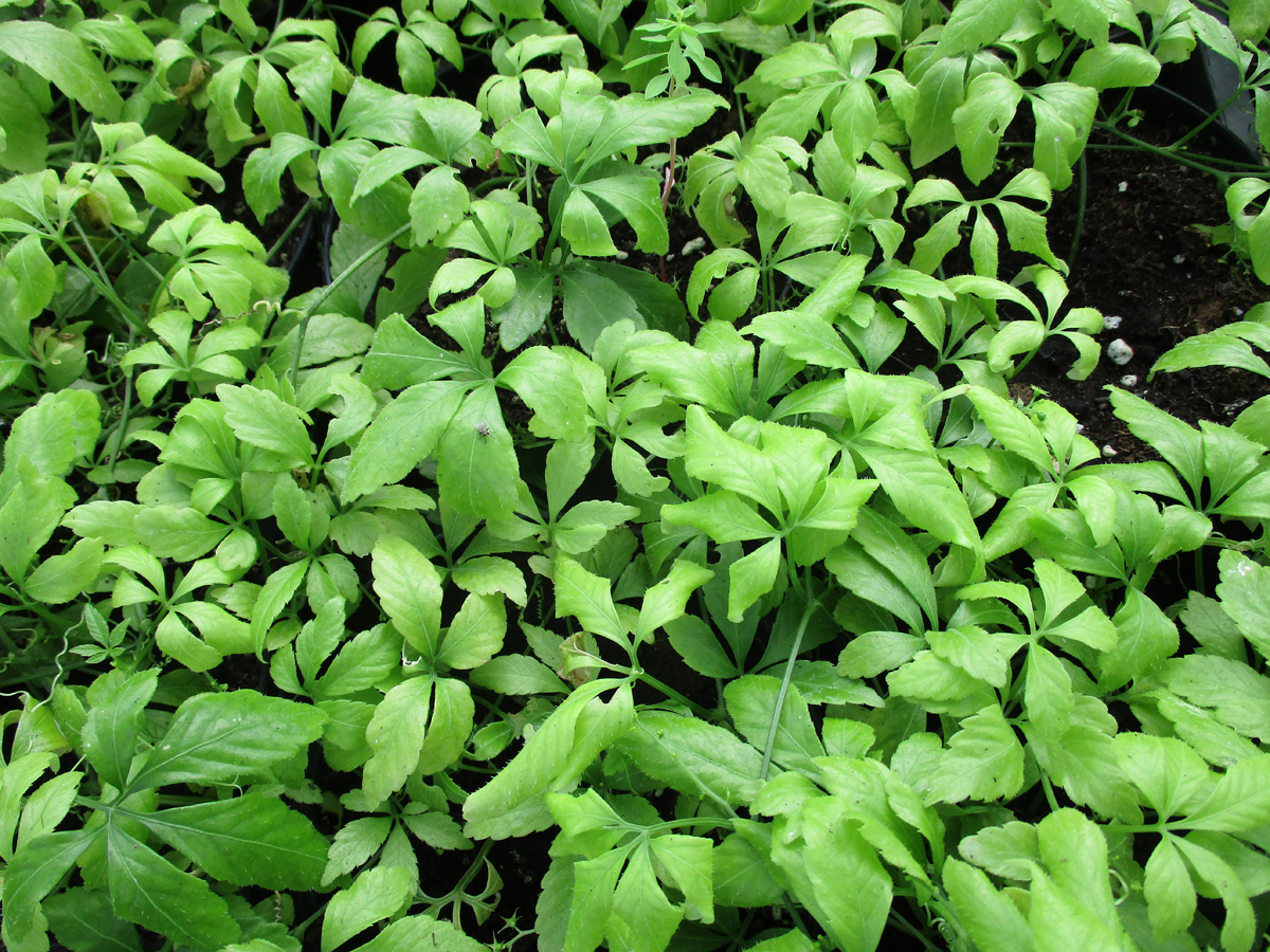 GYNOSTEMMA pentaphyllum