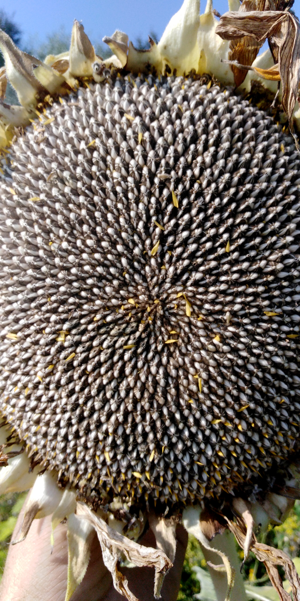 HELIANTHUS annuum