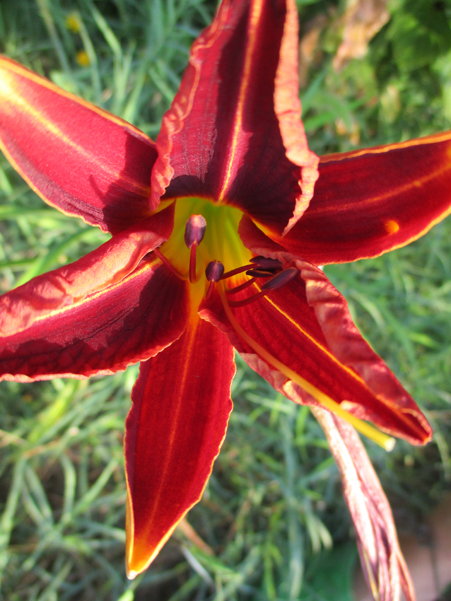 HEMEROCALLIS fulva