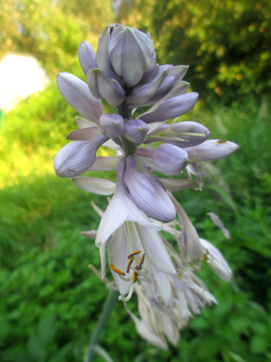 HOSTA montana Urui