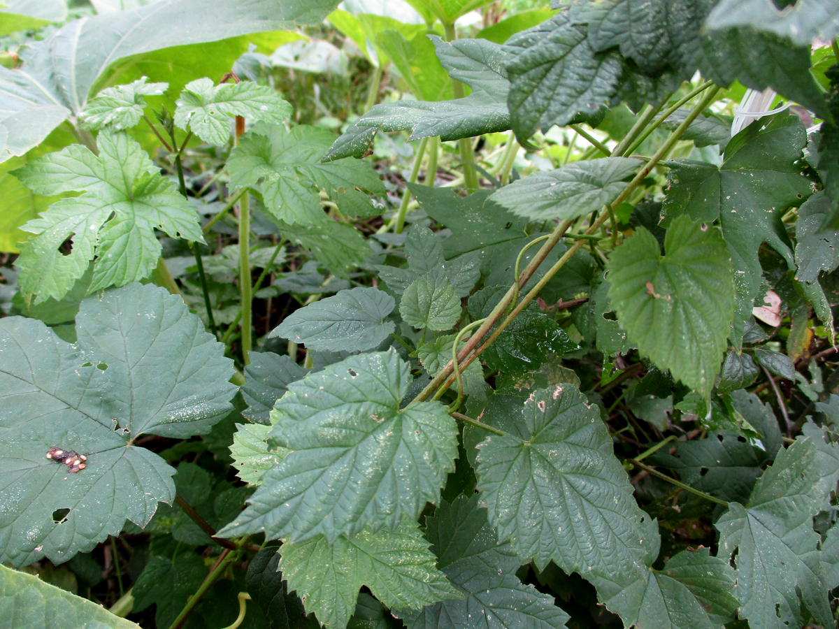 HUMULUS lupulus
