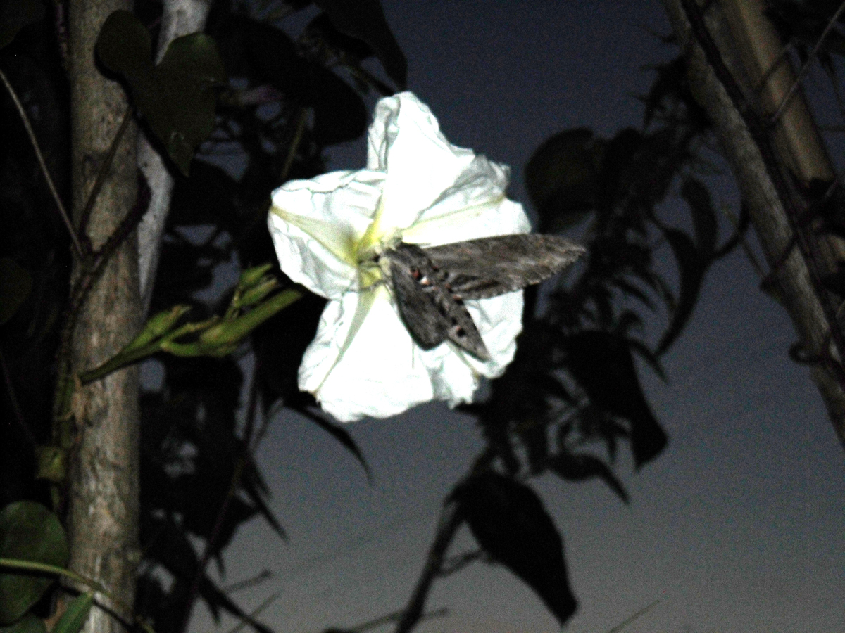 IPOMEA bonanox alba
