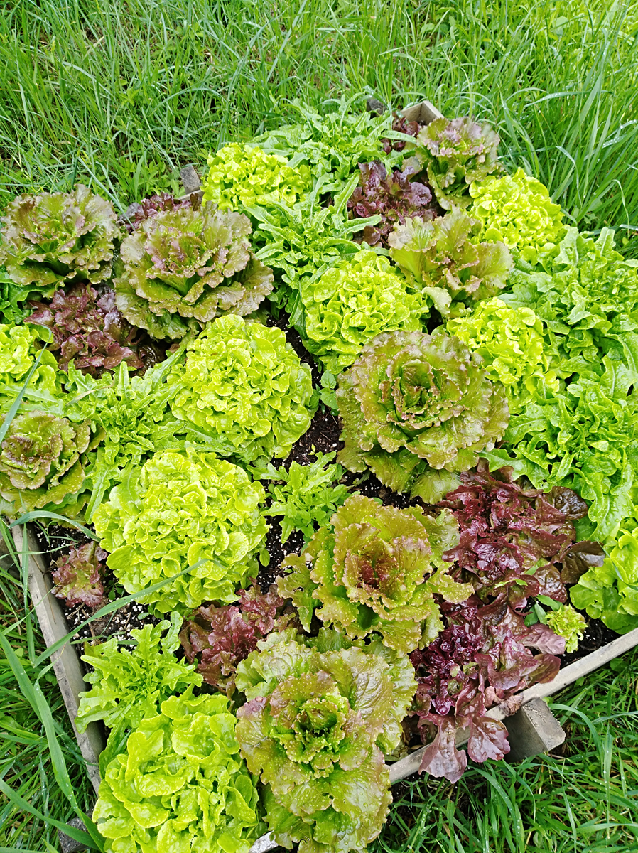 LACTUCA sativa