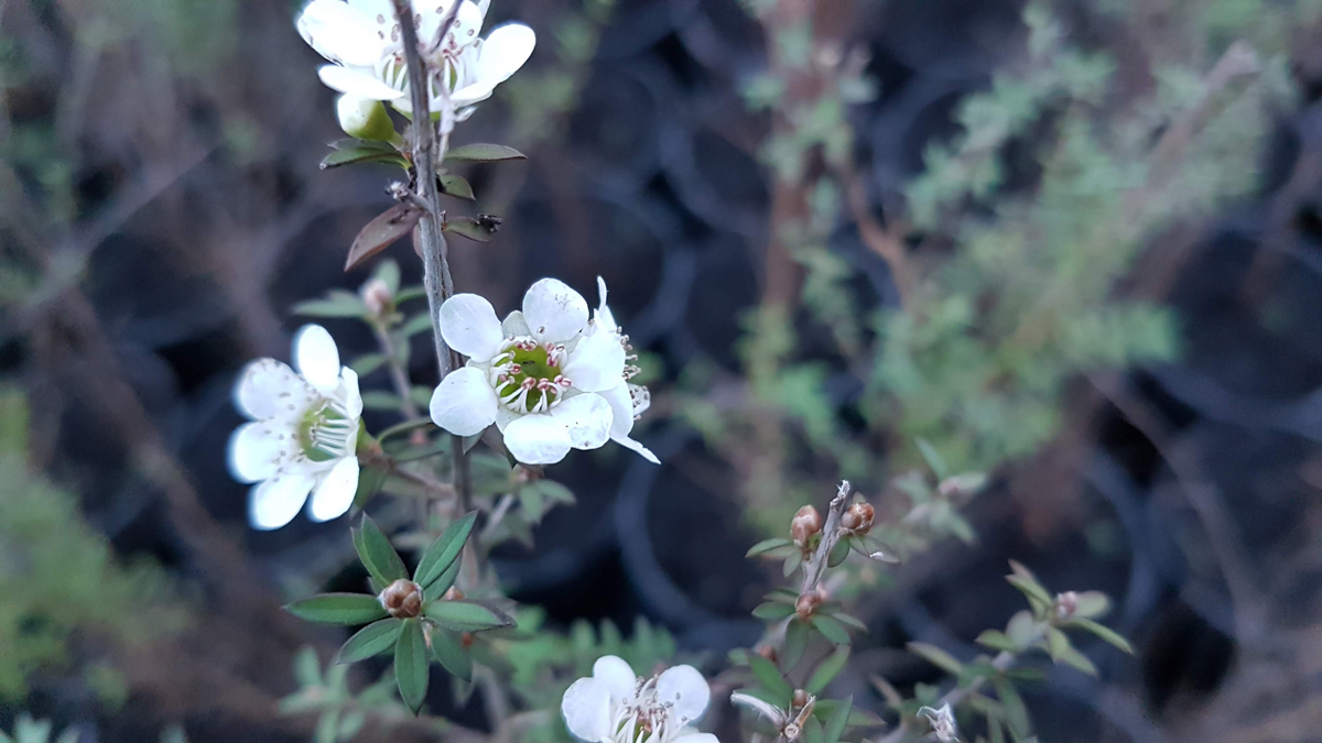 LEPTOSPERMUM  scoparium