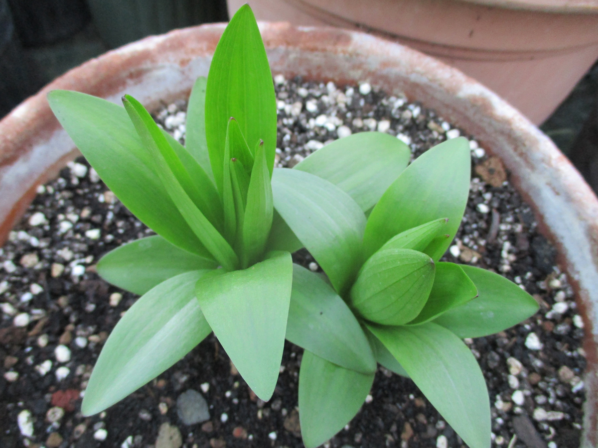 LILIUM ssp