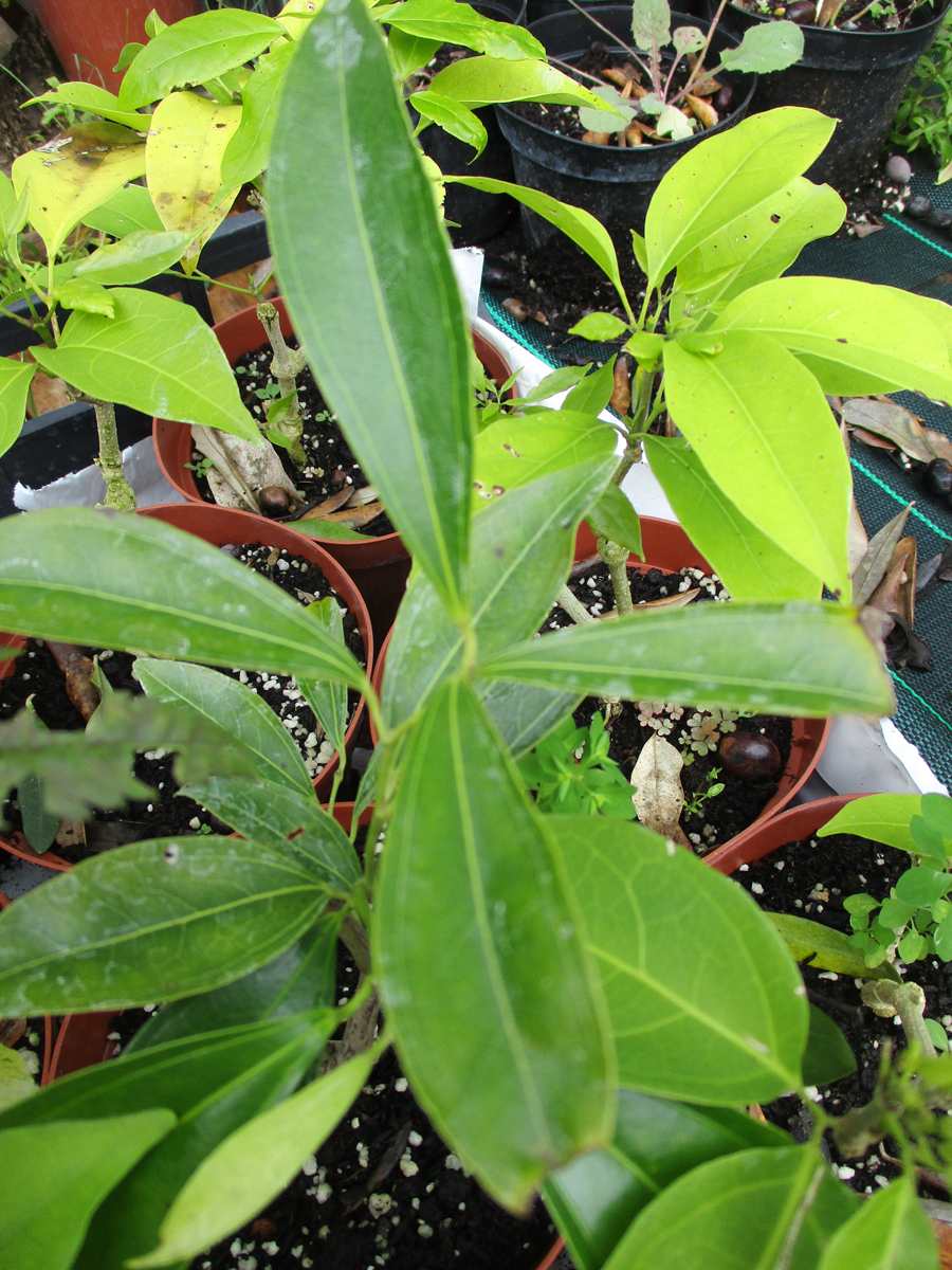 MANSOA  alliacea