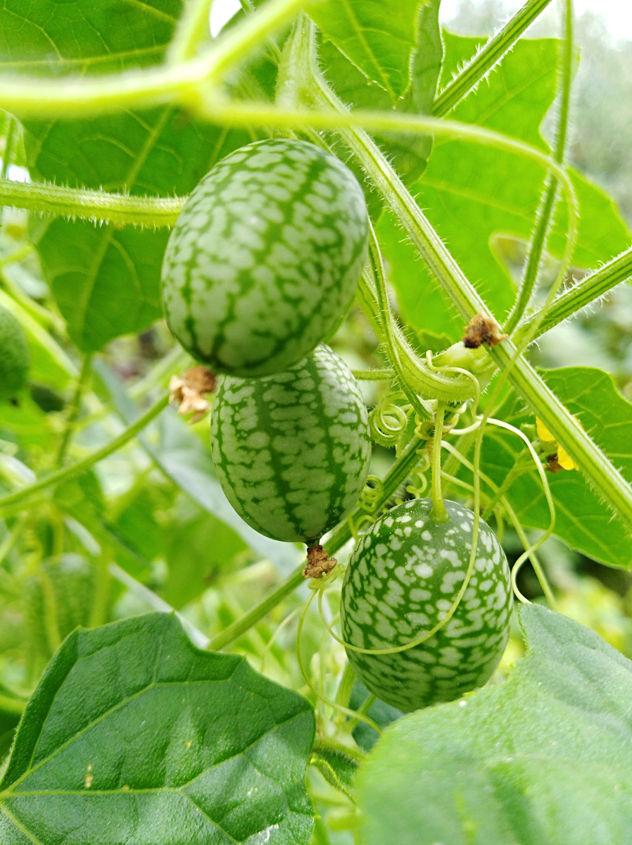 MELOTHRIA scabra