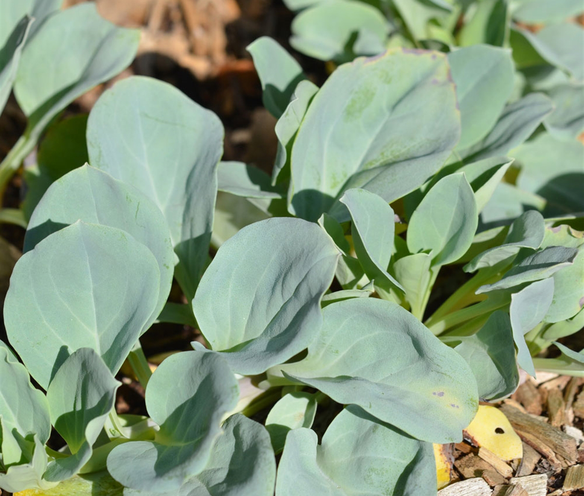 MERTENSIA  maritima