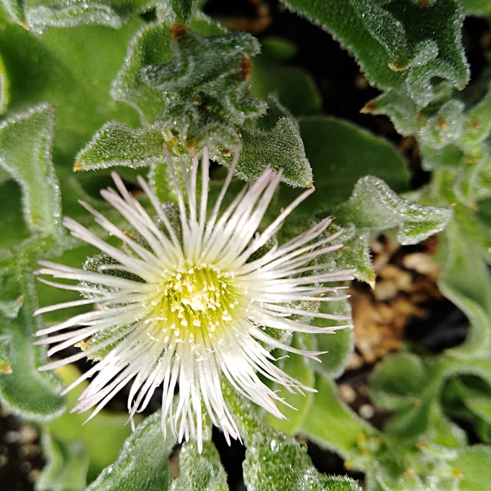 MESEMBRYANTHEMUM crystallinum