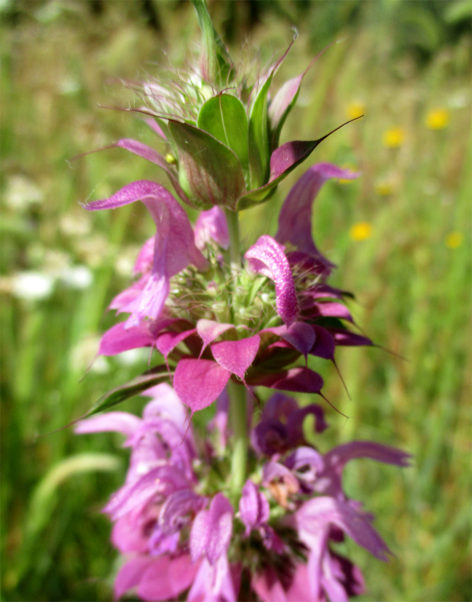 MONARDA didyma