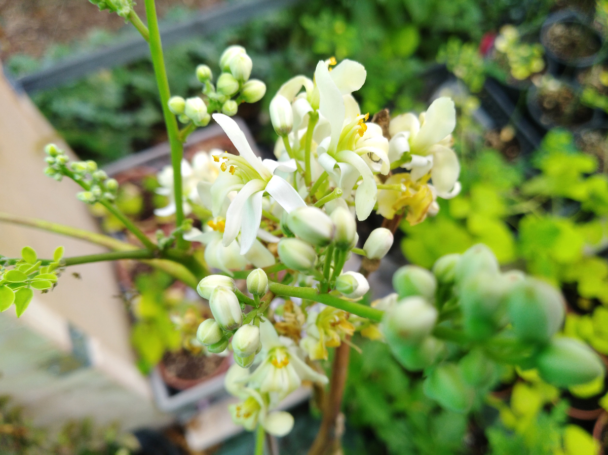 MORINGA oleifera