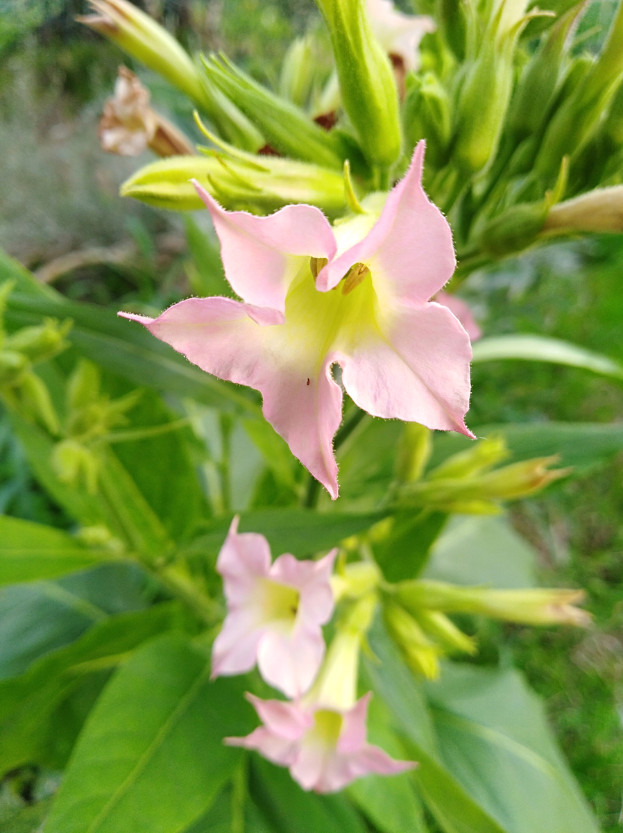 NICOTIANA tabacum