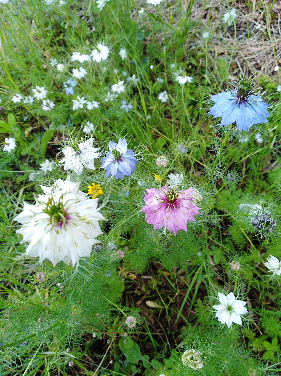NIGELLA sativa