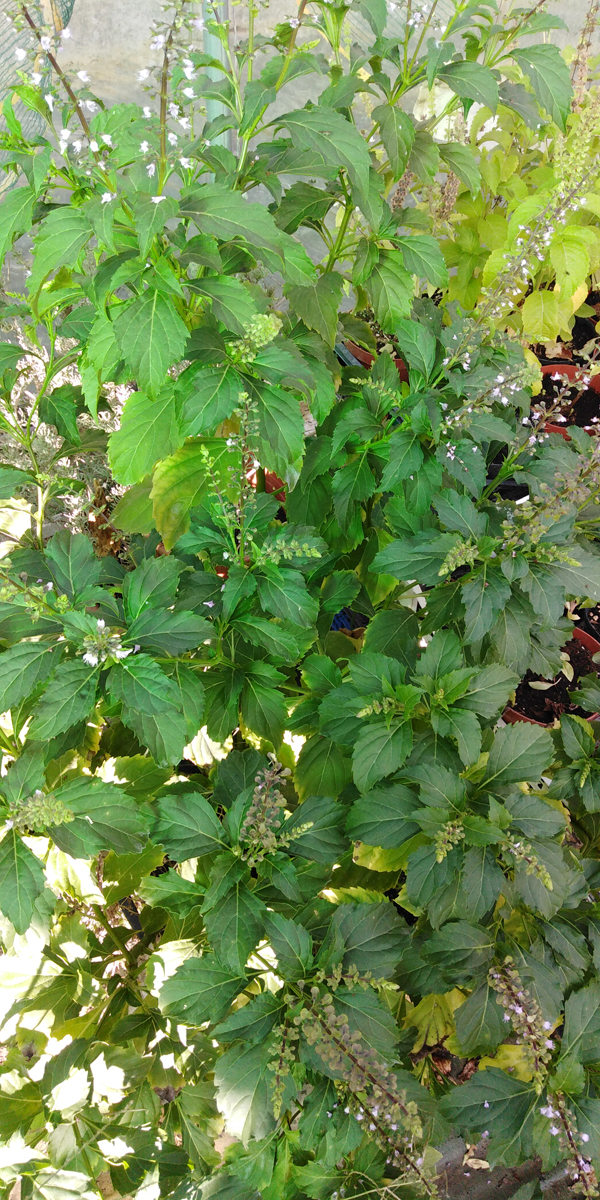 OCIMUM gratissimum