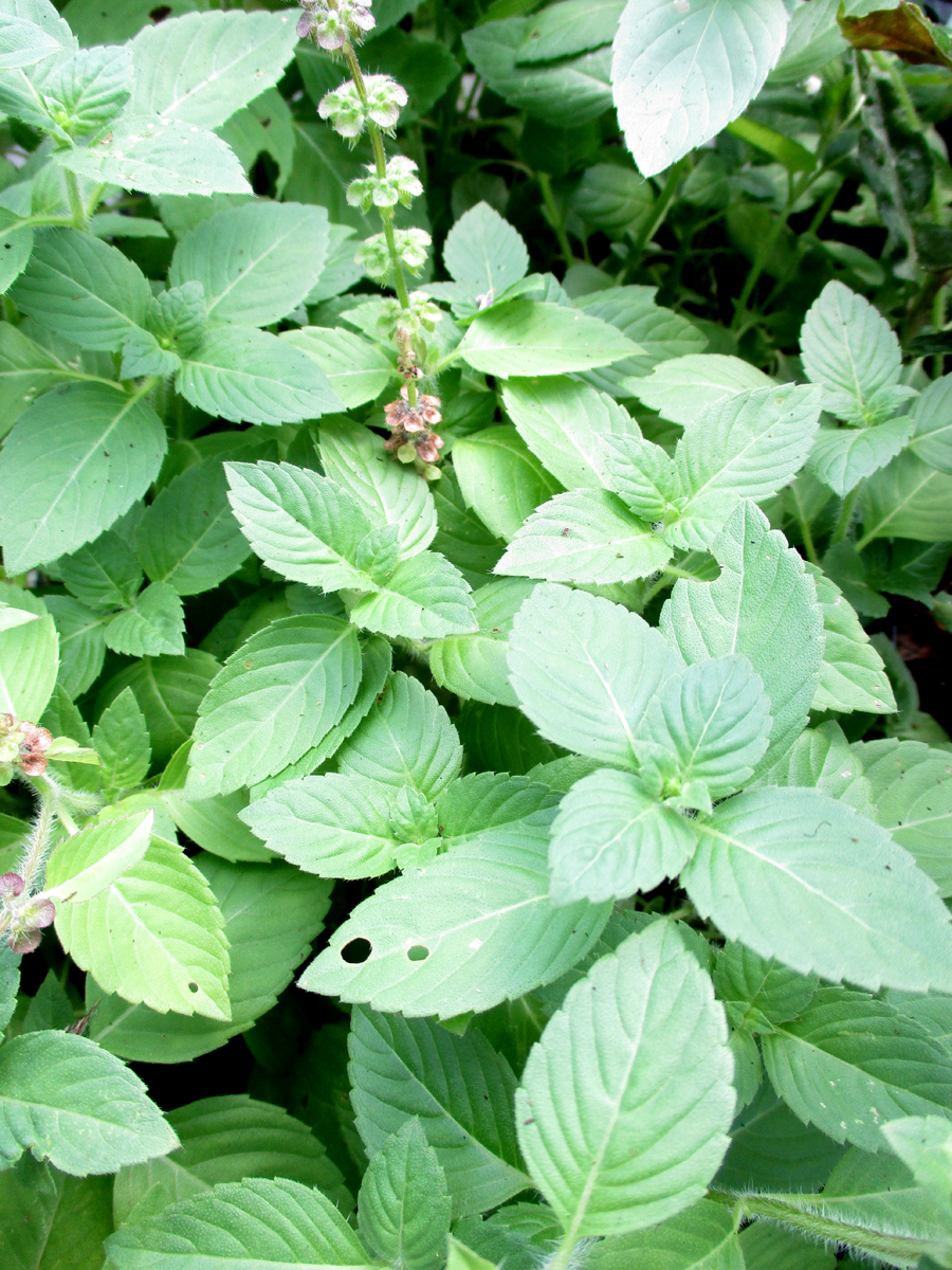 OCIMUM tenuiflorum