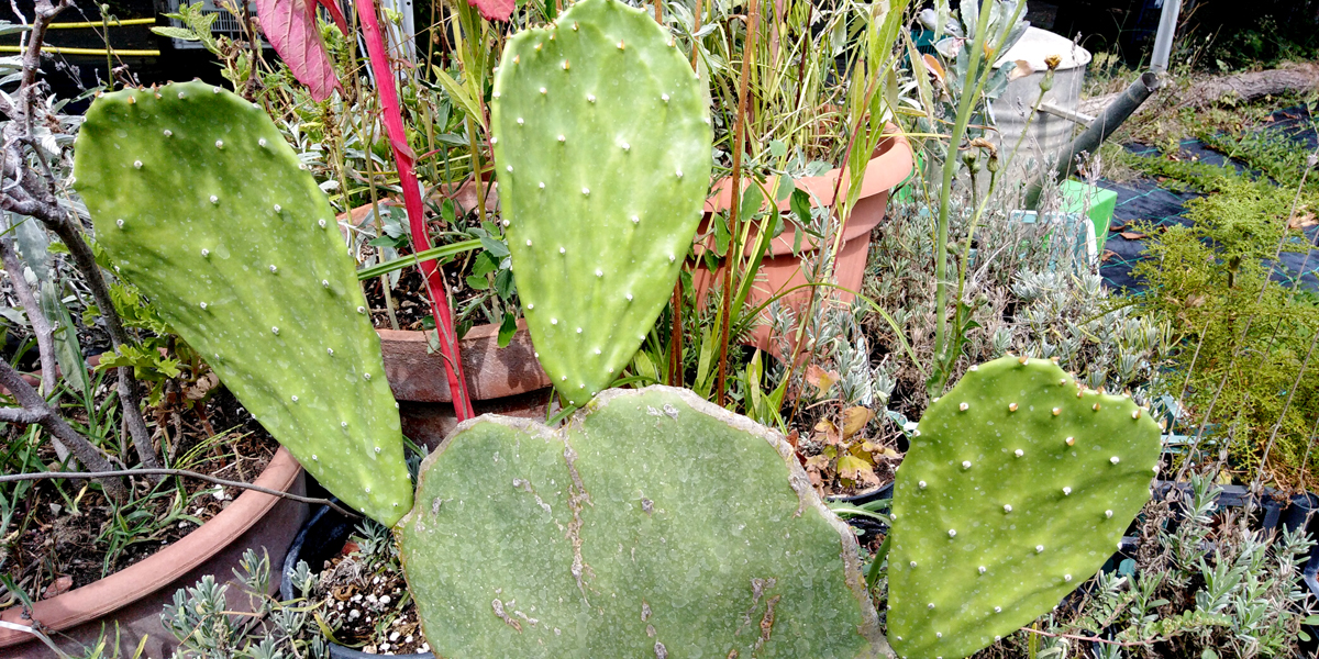 OPUNTIA ficus-indica