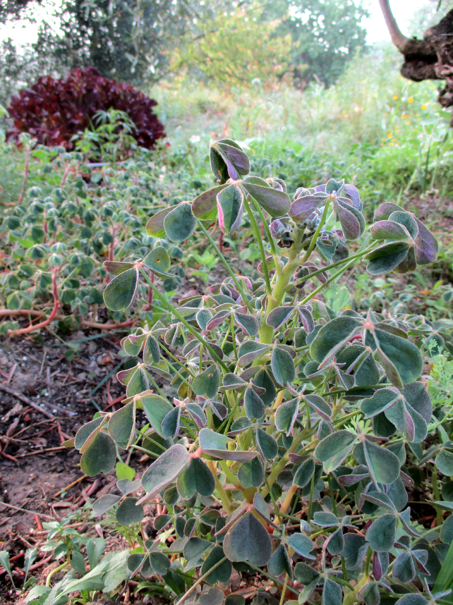 OXALIS tuberosa
