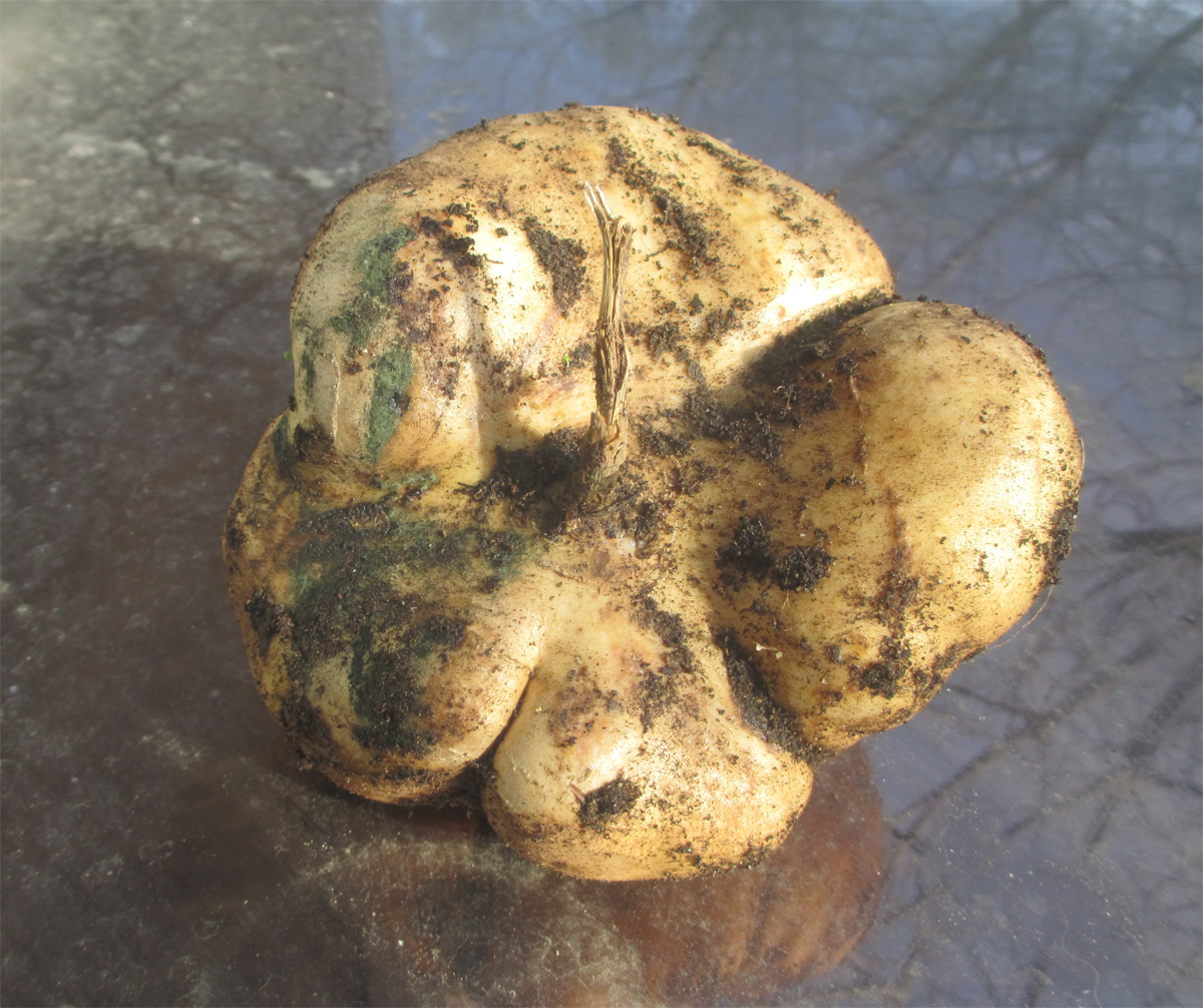 PACHYRHIZUS erosus