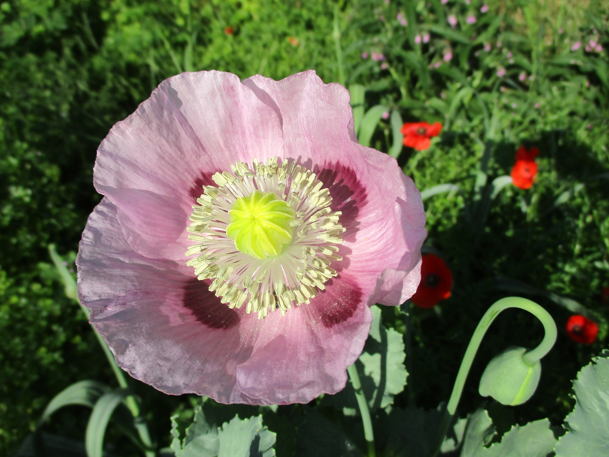 PAPAVERUM somniferum