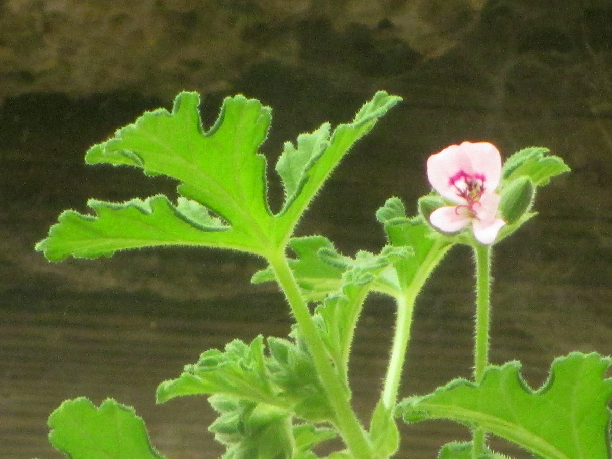 PELARGONIUM odoratissimum
