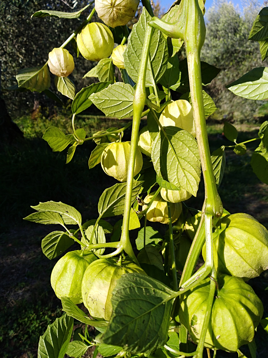 physalis phi