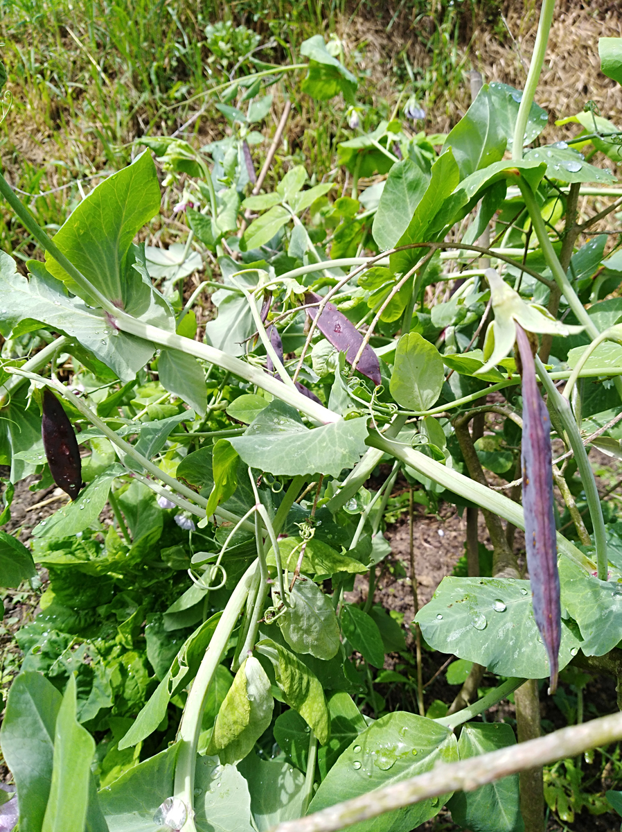PISUM sativum