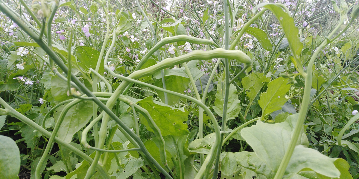 RAPHANUS sativus var. Caudatus