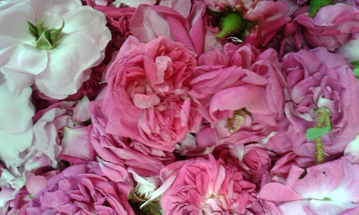 ROSA damascena