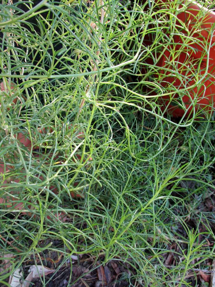 SALSOLA komarovii