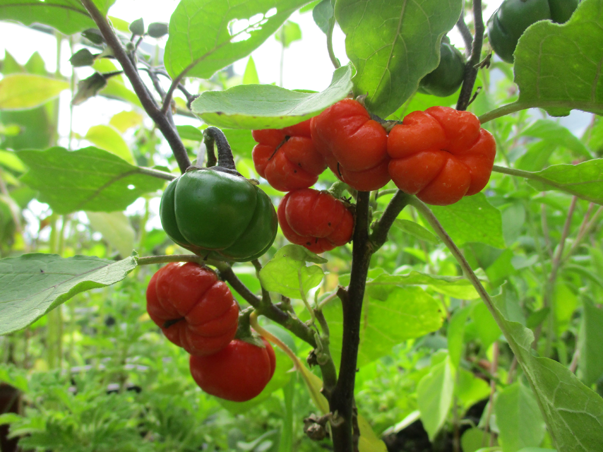 SOLANUM aethiopicum
