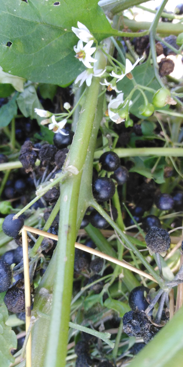 SOLANUM scabrum