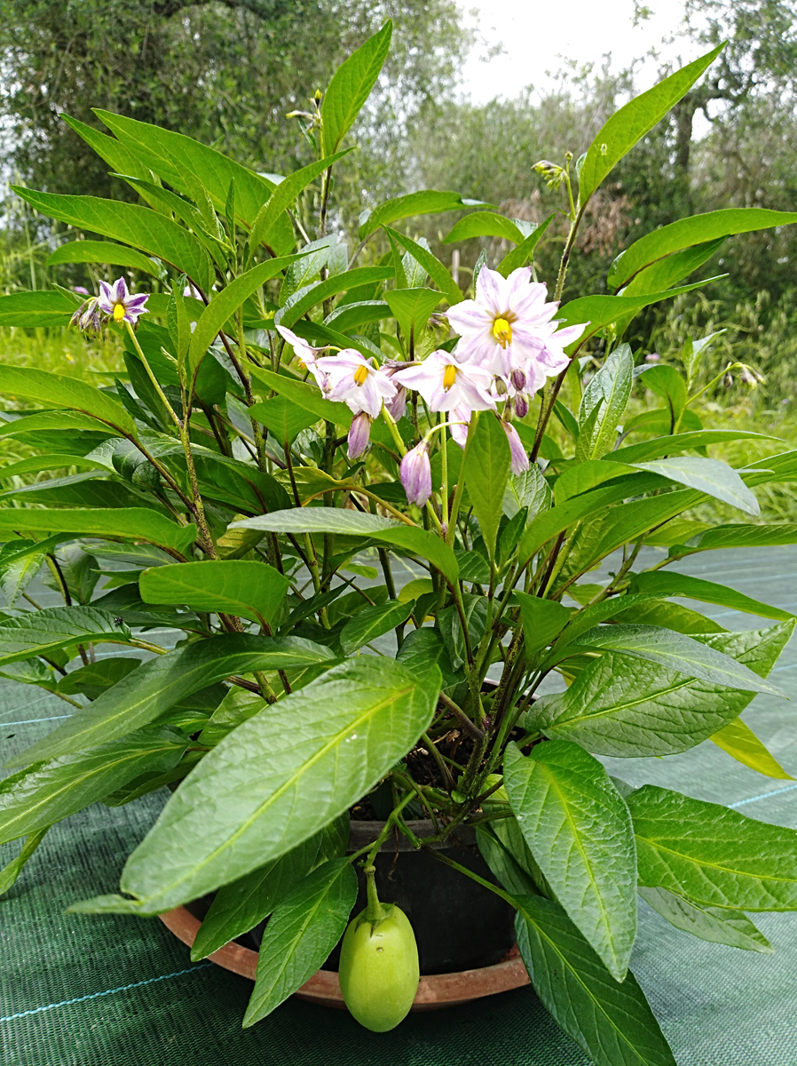 SOLANUM muricatum