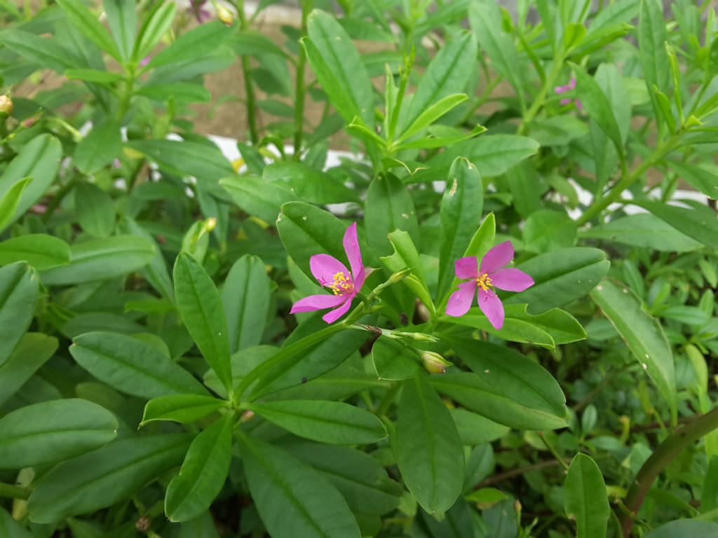 TALINUM fructicosum